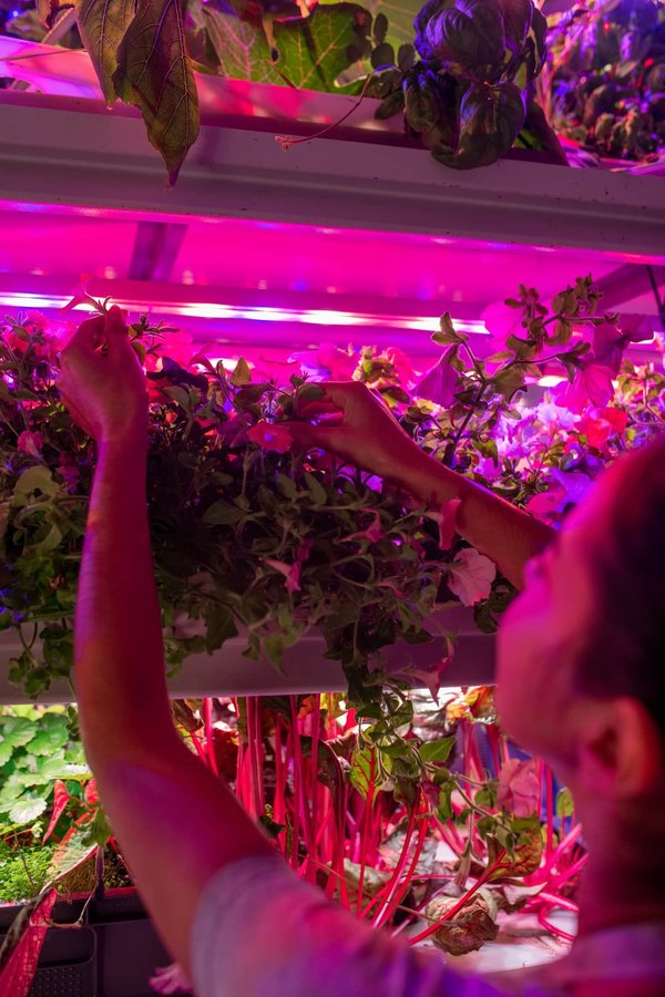 LED horticole pour les professionnels : la solution pour optimiser vos cultures
